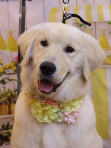 20240427レオくん